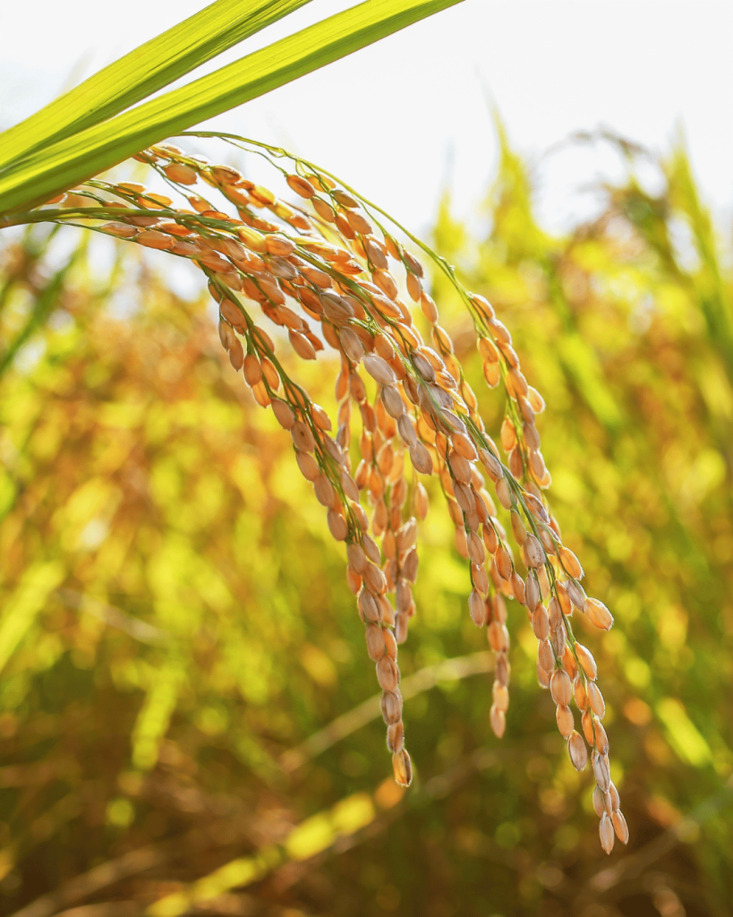Premium Quality Basmati Rice by Usman Enterprises Pakistan